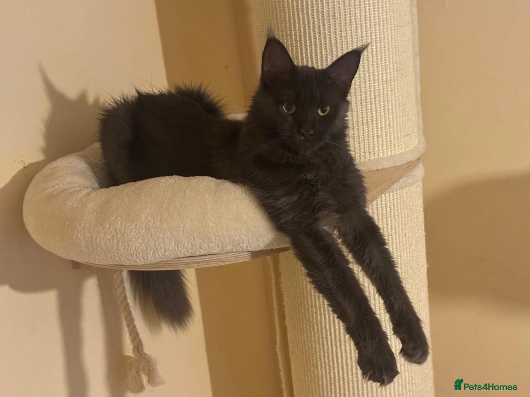 Maine Coon cats for sale: 25% OFF PURE MAINE COONS FROM CHAMPION BLOODLINE! - Image 23