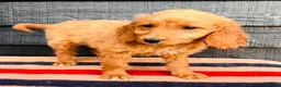 Mini Goldendoodle dogs for sale: 🧡❤️ GORGEOUS MINI GOLDENDOODLE PUPPIES ❤️🧡 - Advert 15