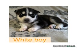 Siberian Husky dogs for sale: Siberian husky puppies - Image 5
