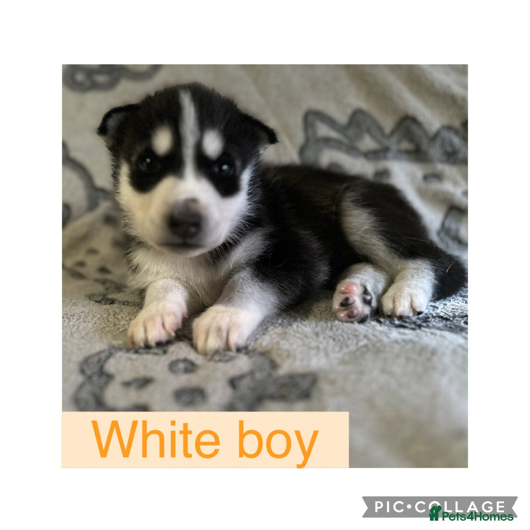 Siberian Husky dogs for sale: Siberian husky puppies - Image 5