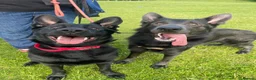 German Shepherd dogs for sale: Black German Shepherd pups - Advert 3