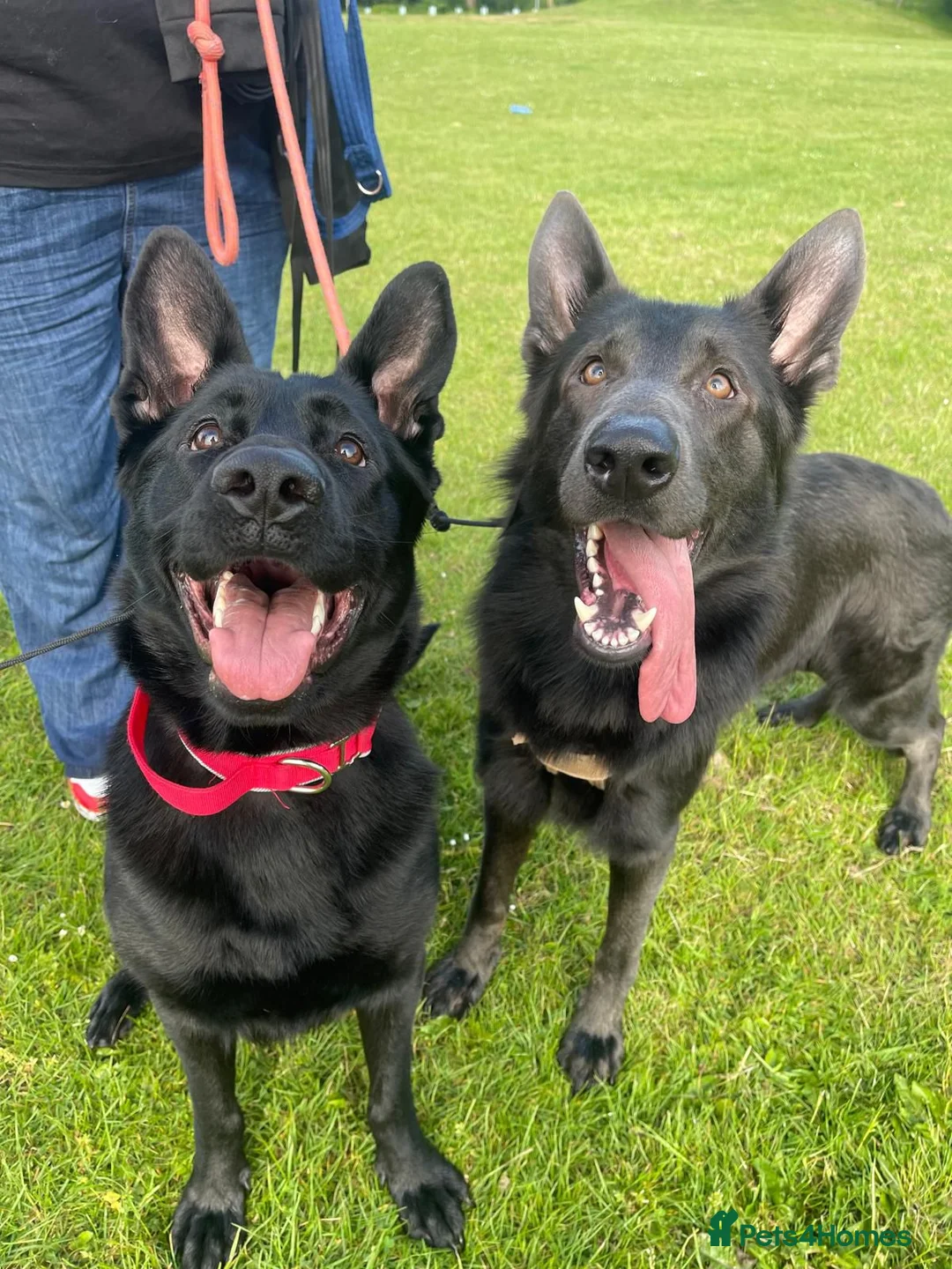 German Shepherd dogs for sale: Black German Shepherd pups - Advert 3