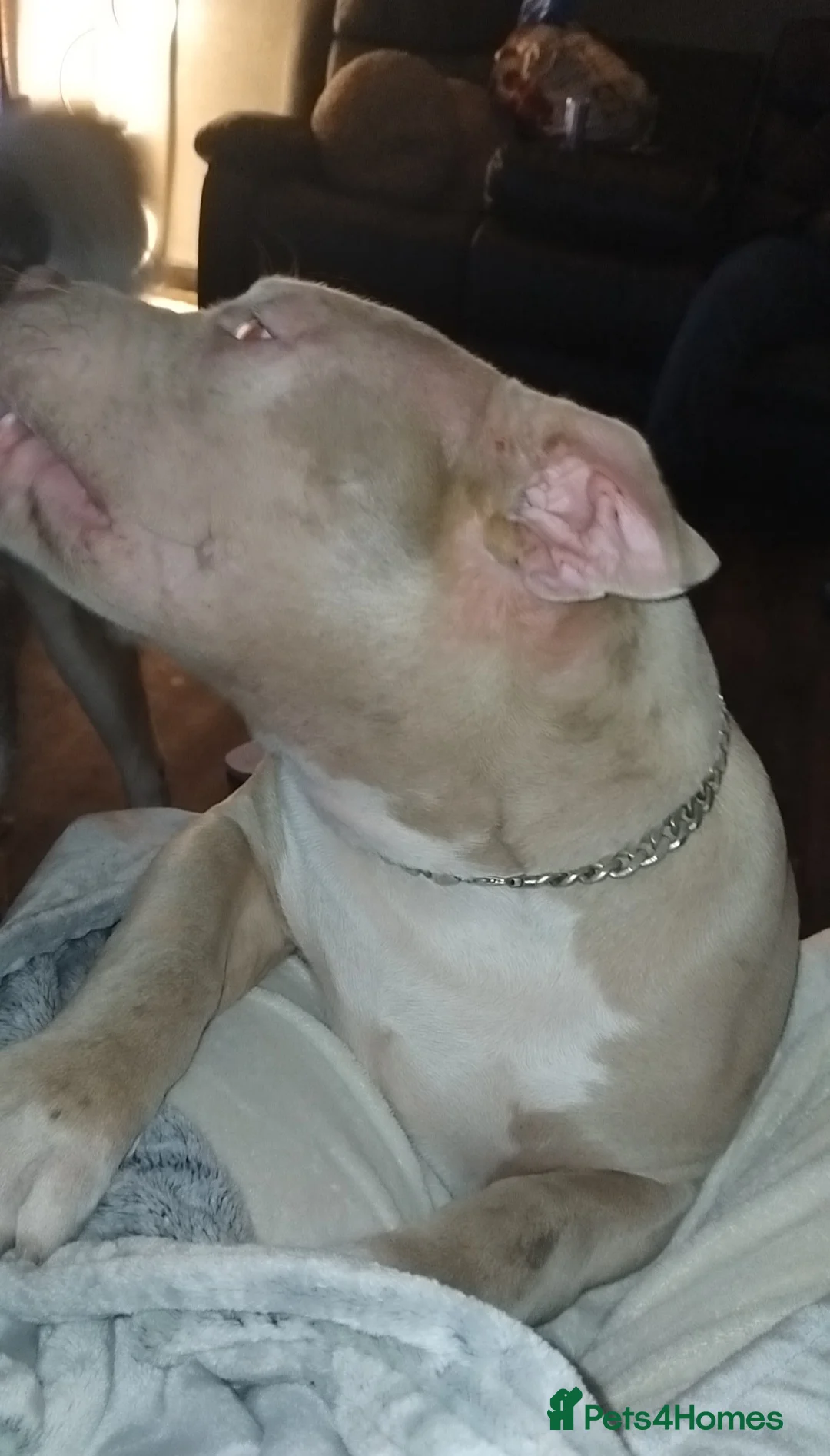 American Bully dogs for sale: Male pocket Bulldog  - Advert 2