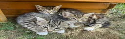 Mixed Breed cats for sale: Three beautiful kittens  - Advert 14