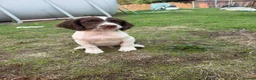 English Springer Spaniel dogs for sale: Two boys available from a Open fiekd trial winner - Advert 5