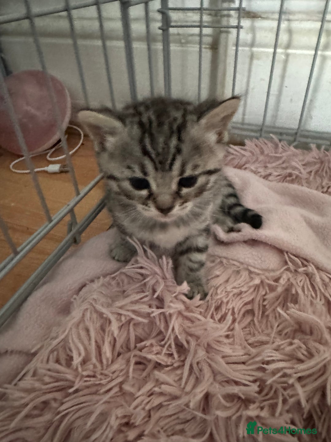 Bengal cats for sale: Beautiful Bengal Kittens - only GIRL available  - Advert 28