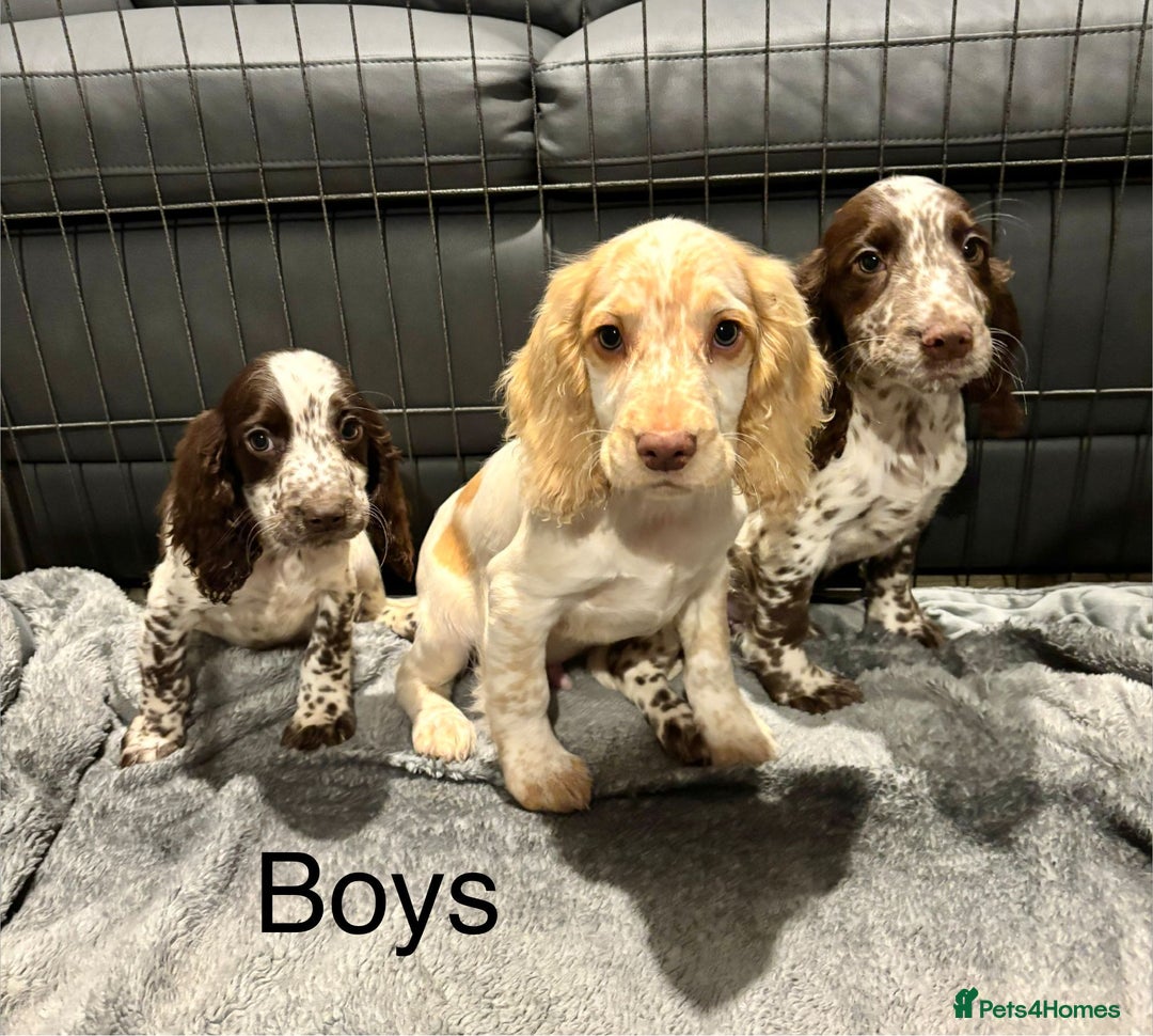 Cocker Spaniel dogs for sale: Cocker Spaniel Puppies Ready Now  - Advert 5