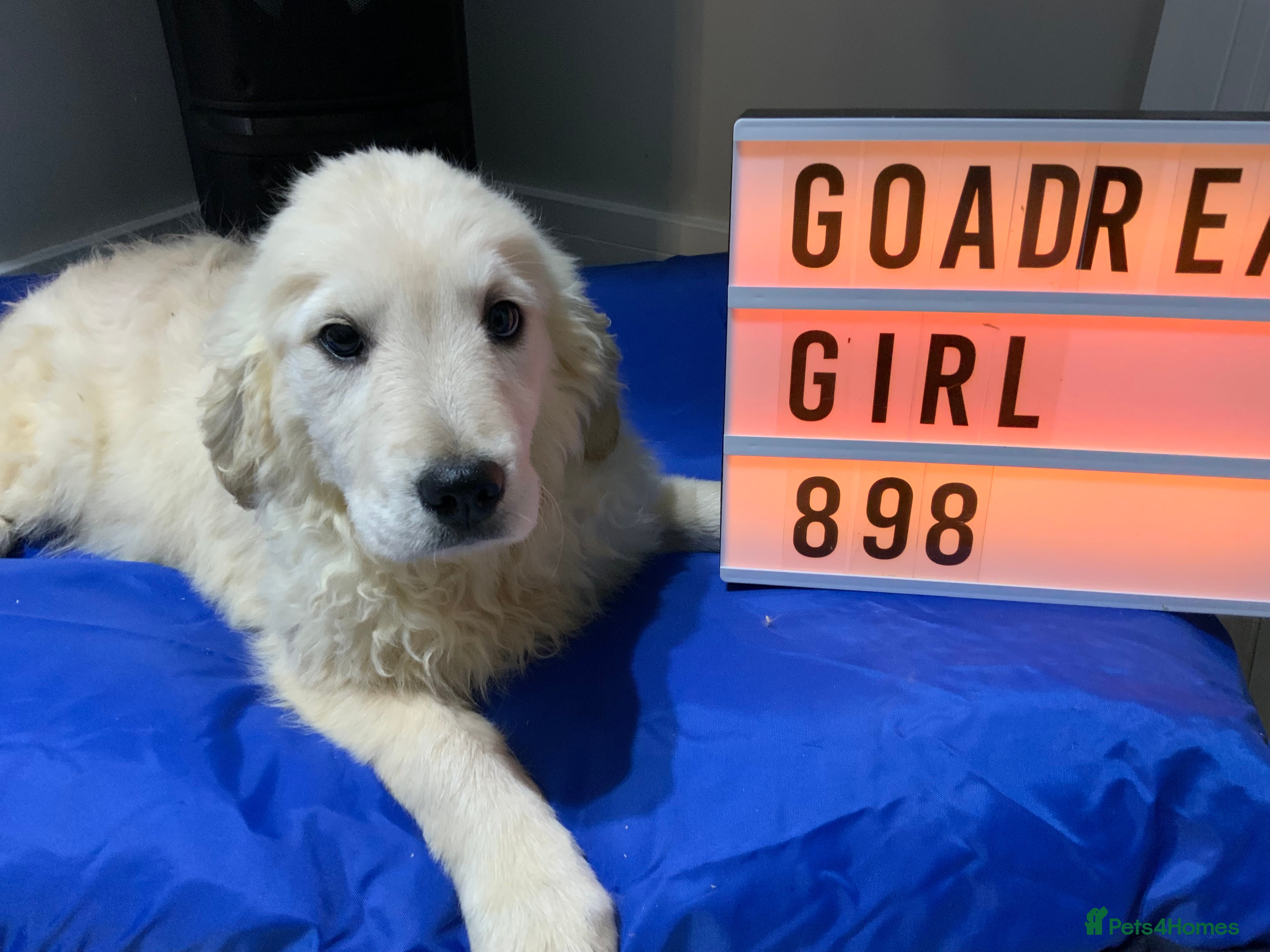 Golden Retriever dogs Golden Retrievers -Goadream kc  - Advert 1