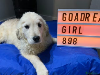 Golden Retriever dogs Golden Retrievers -Goadream kc - Advert 1