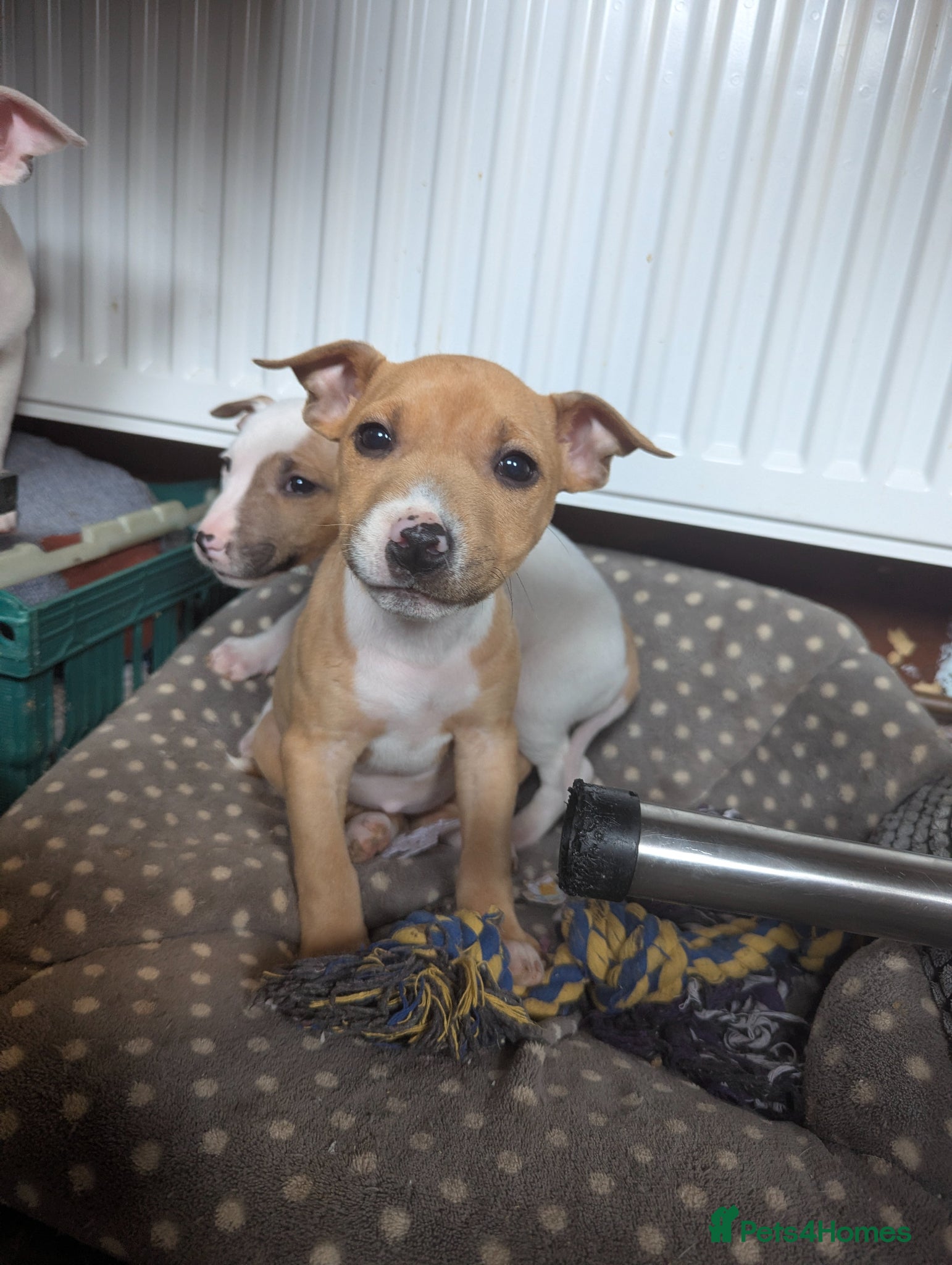 Mixed Breed dogs *** 2 females left *** Staffy x EBT - Advert 12