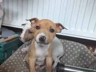 Mixed Breed dogs *** 2 females left *** Staffy x EBT - Advert 12