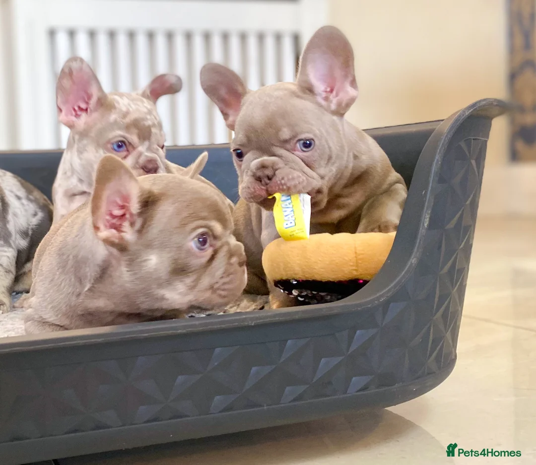 French Bulldog dogs for sale: NEWSHADE ISABELLA AND MERLE FRENCH BULLDOGS - Advert 27