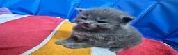 Maine Coon cats for sale: MAGICAL MAINE COON KITTENS - Advert 5