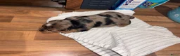 Yorkshire Terrier dogs for sale: Beautiful Merle Yorkshire terrier puppies  - Advert 17