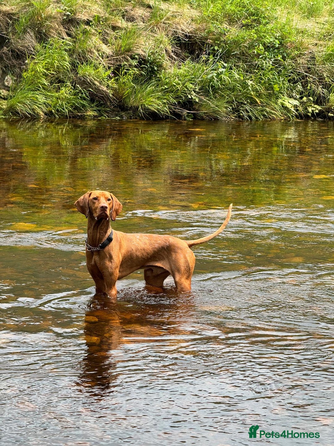 Hungarian Vizsla dogs for sale: Hungarian Vizsla  - Advert 21