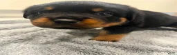 Rottweiler dogs for sale: KC Registered Rottweiler Puppies - Advert 29