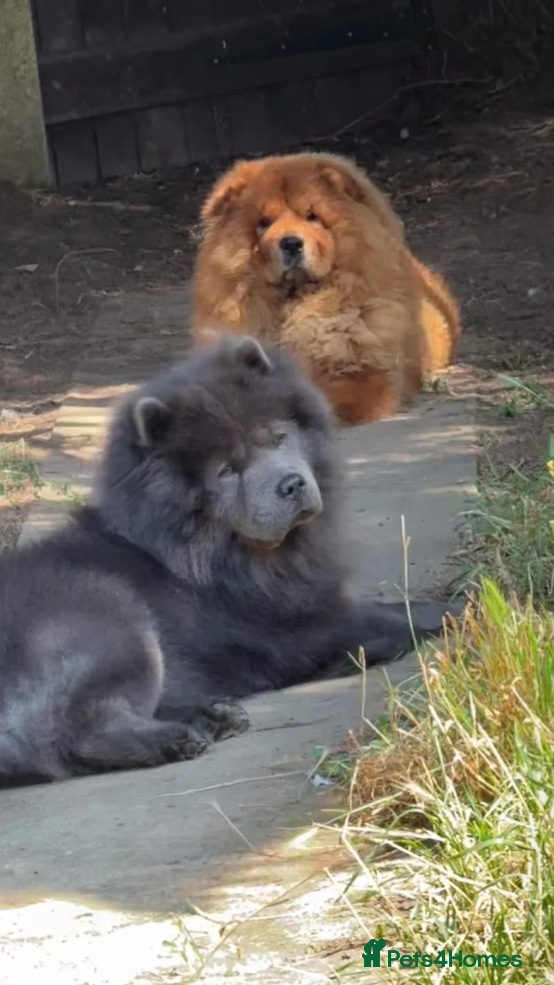 Chow Chow dogs for sale: Grey boy chow chow - Advert 1