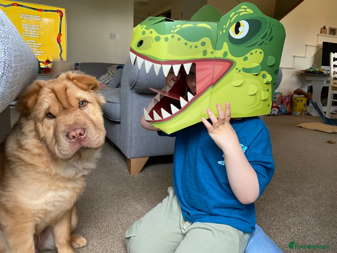 Shar Pei dogs for sale: Beautiful Bearcoat Shar Pei Female (5 yr old) - Advert 2