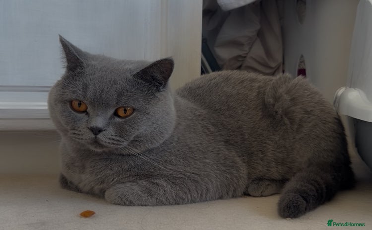 British Shorthair cats - Advert 7