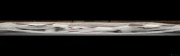 Ragdoll cats for sale: 4 Stunning Ragdoll Kittens  in Basildon - Advert 27