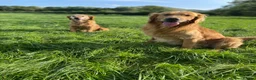 Golden Retriever dogs for stud: Kristofferson- Golden Retriever Stud in Church Stretton - Advert 6