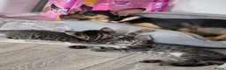 Mixed Breed cats for sale: Beautiful kittens ready for new homes - Advert 28
