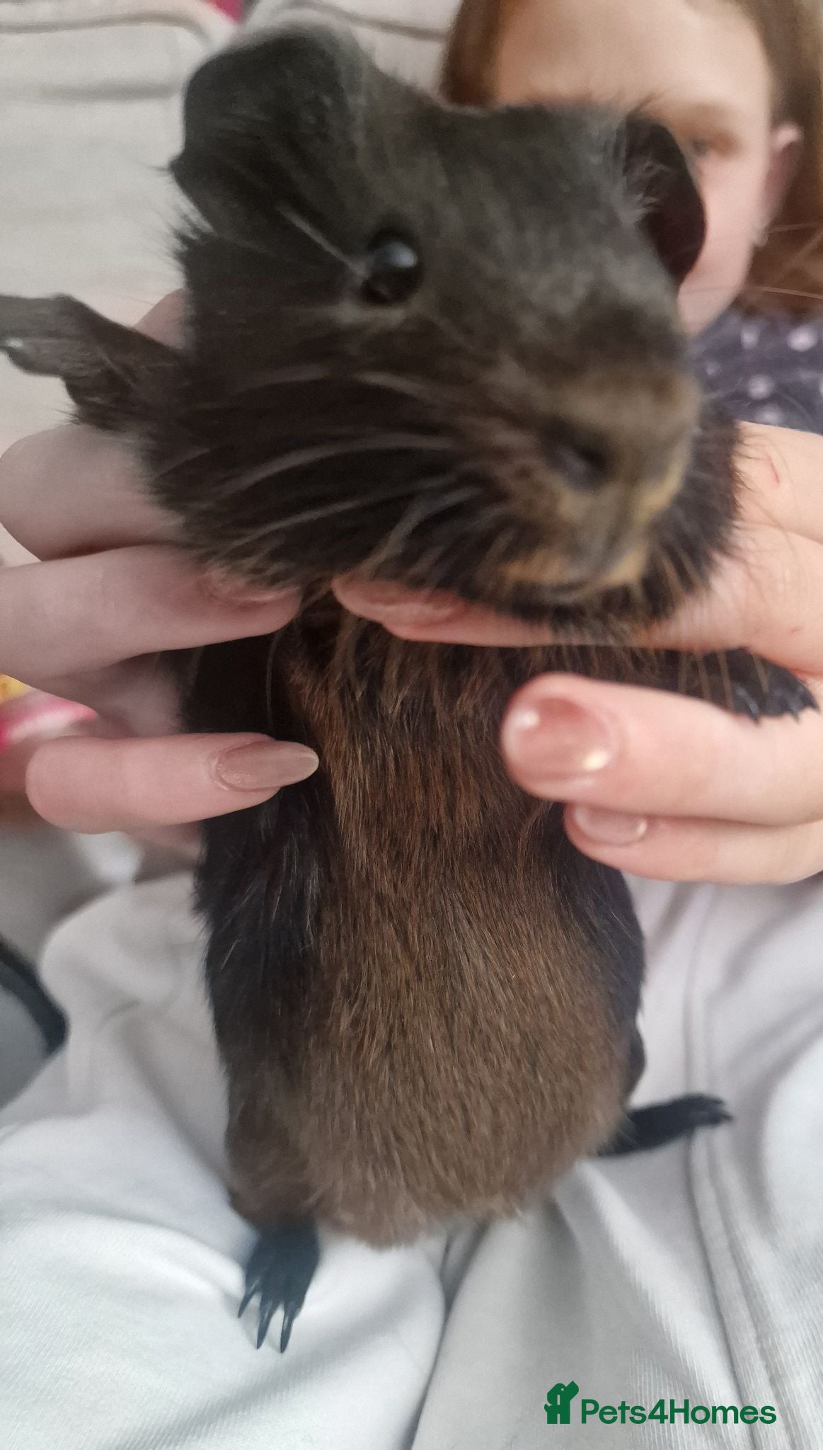 Guinea Pig rodents Brother and sister - Advert 1