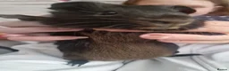 Guinea Pig rodents for sale: Brother and sister - Advert 3