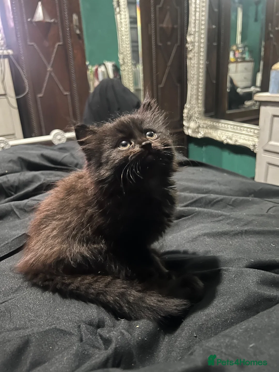 Mixed Breed cats for sale: Three fluffy long haired kittens in Carlisle - Advert 2