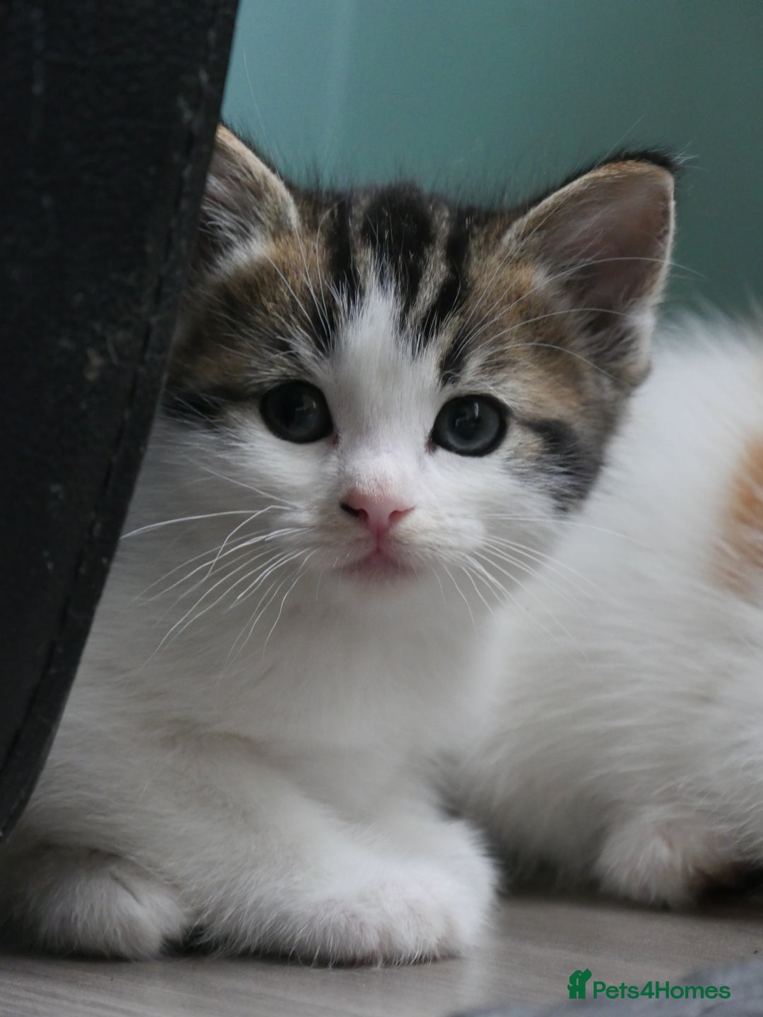 Mixed Breed cats for sale: Mix Ragdoll /Domestic cat  - Image 8