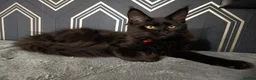 Maine Coon cats for sale: READY SOON Beautiful Maine coon babies  - Advert 19