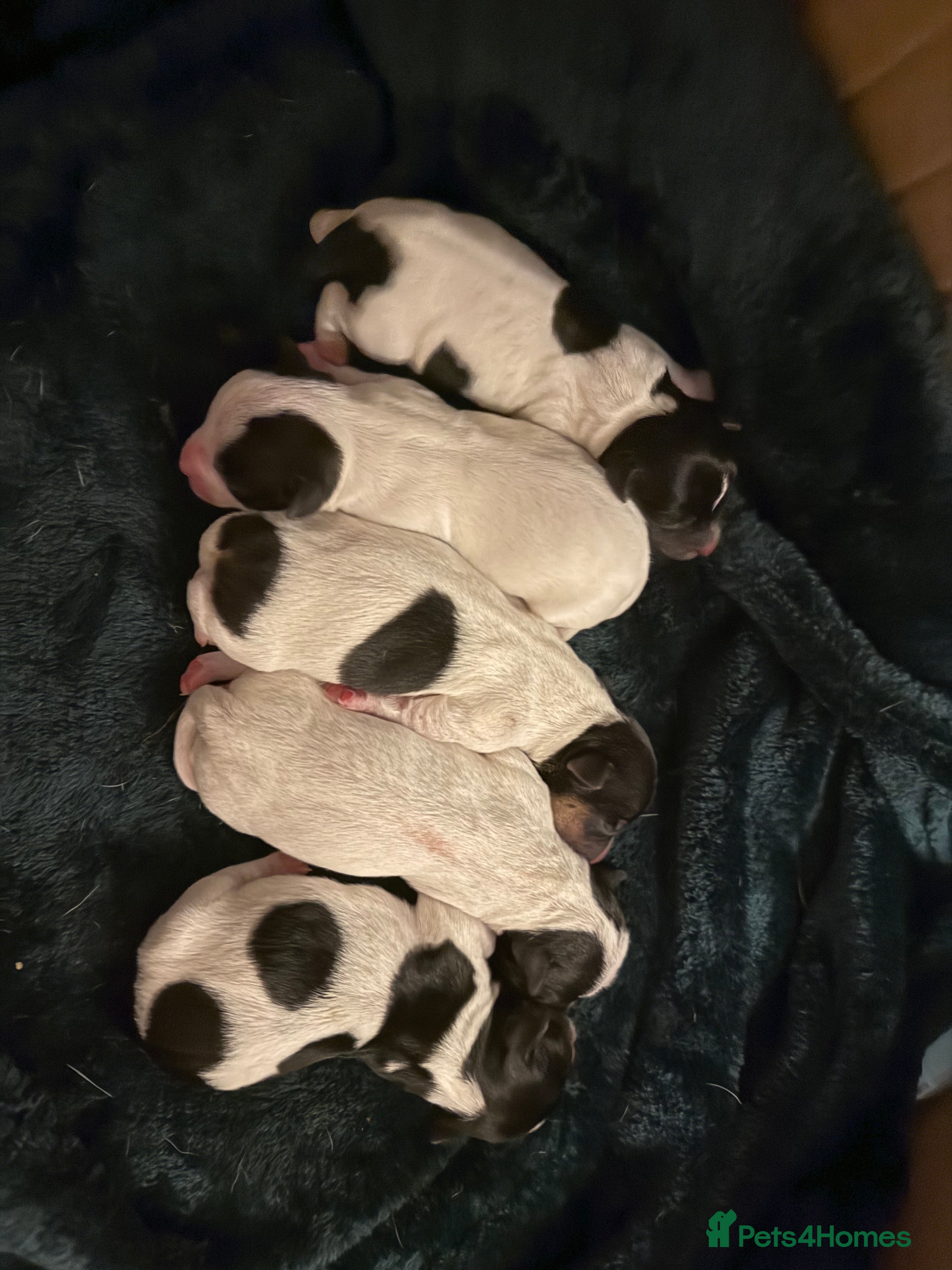 Jack Russell dogs Jack Russell Pups - Advert 1