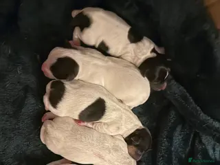 Jack Russell dogs Jack Russell Pups - Advert 1