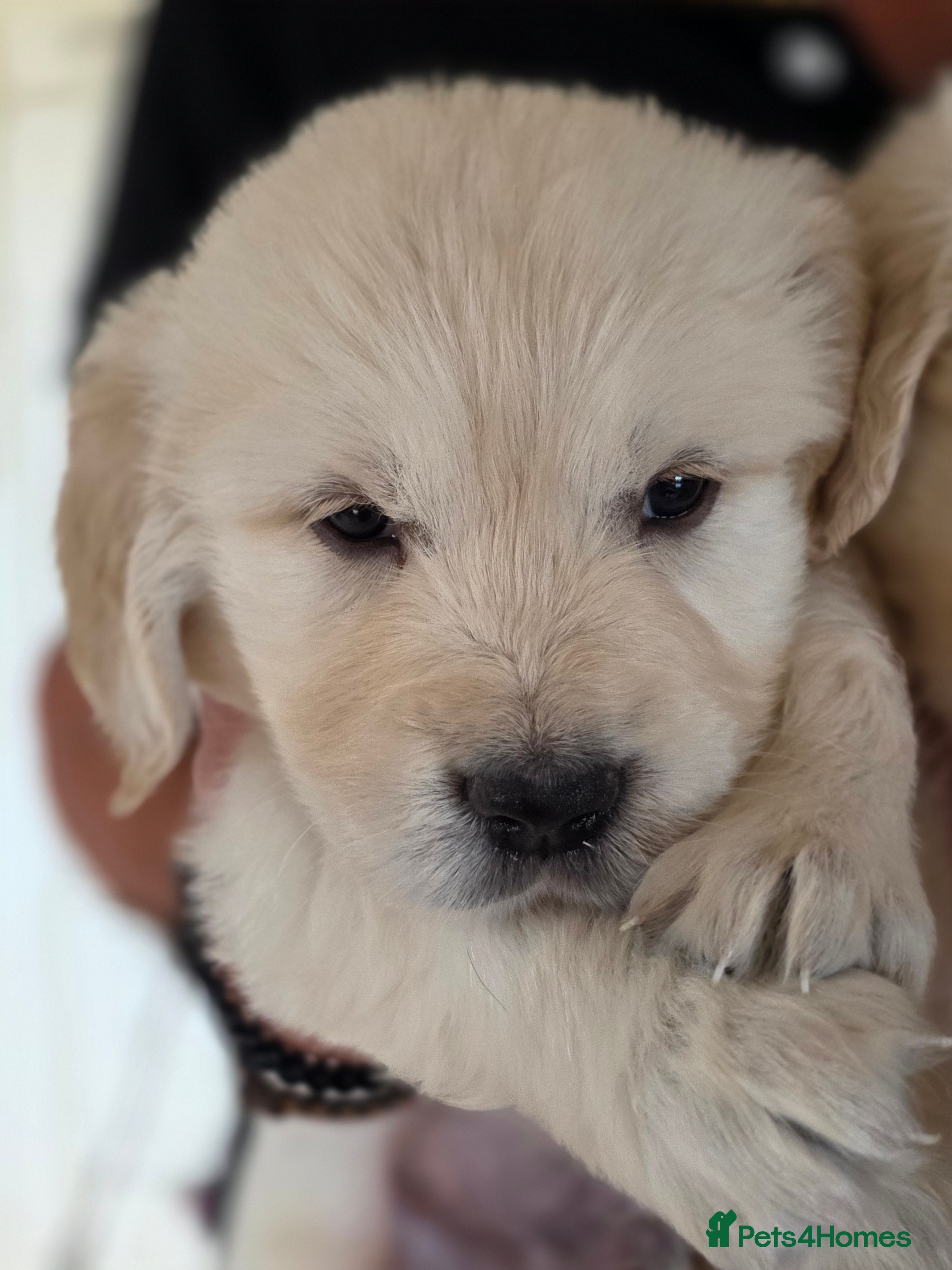 Golden Retriever dogs Gorgeous KC registered puppies for sale - Advert 2