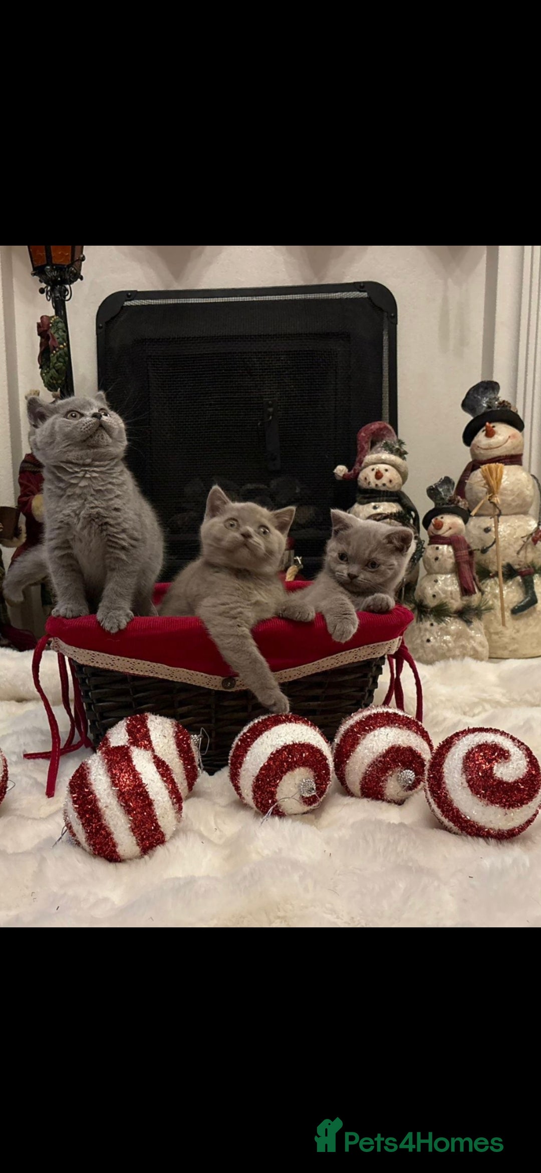 British Shorthair cats for sale: British shorthair kittens for sale ready* **  Eve* - Advert 4
