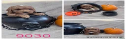 Cockapoo dogs for sale: Stunning fluffy deep red Cockapoos - Advert 32