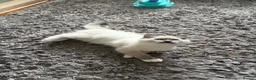 Ragdoll cats for sale: GCCF Registered Pedigree Ragdoll Kittens in Bristol - Advert 13