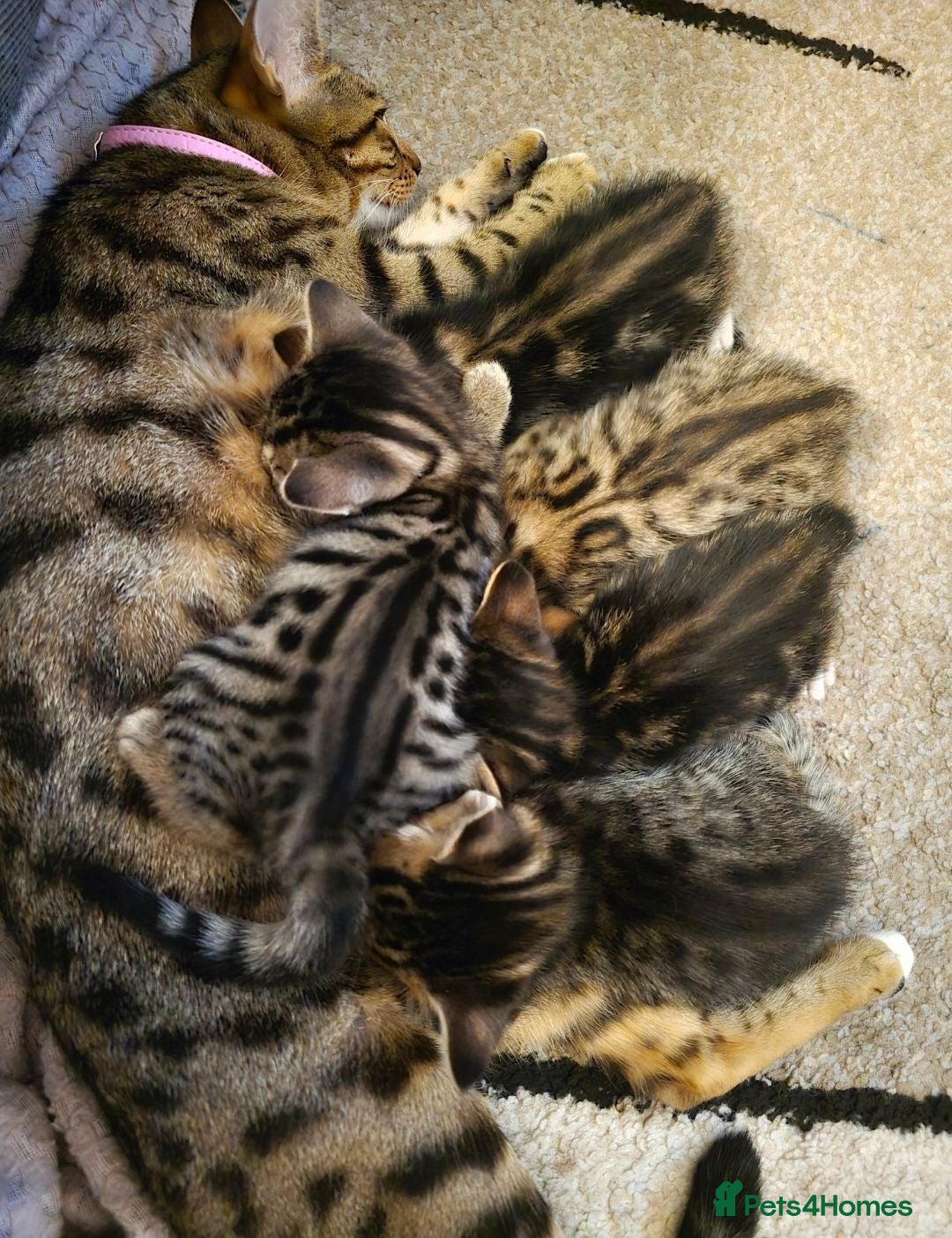 Bengal cats Bengal kittens - Advert 1