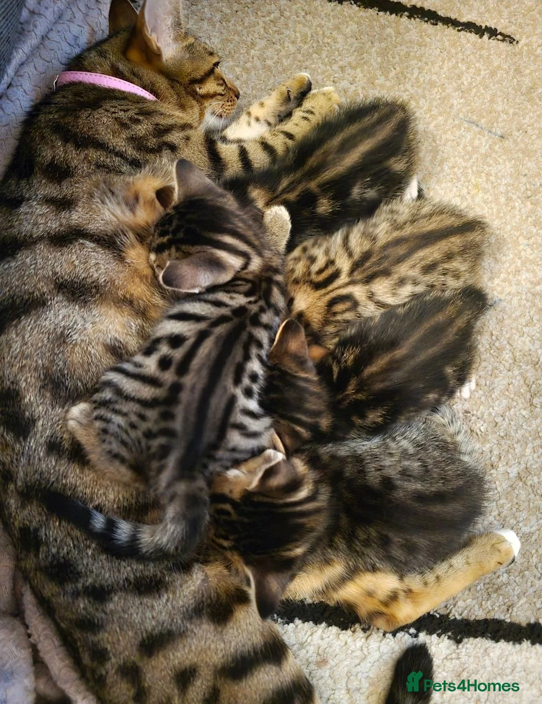 Bengal cats for sale: Bengal kittens in Macclesfield - Advert 1