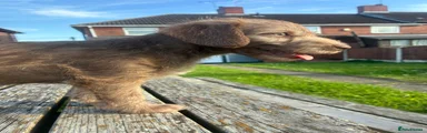 Bedlington Terrier Puppy 4