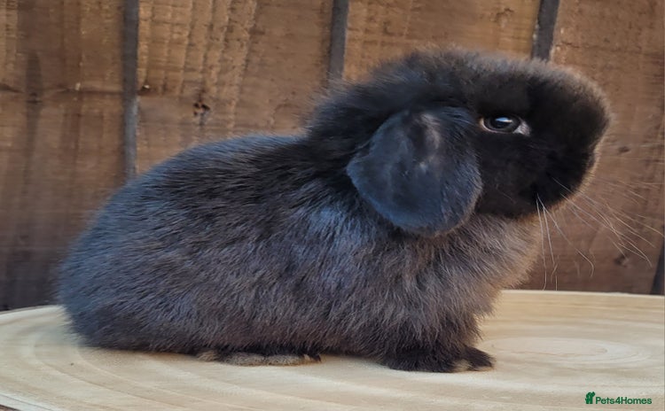 Mini Lop rabbits Stunning pure bred mini lops available.  - Advert 4