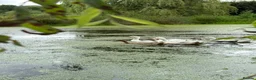 Ducks poultry for sale: Beautiful Indian Runner Ducks for sale in Perth - Advert 3