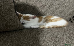 Mixed Breed cats for sale: orange and white kitten for sale  - Image 11