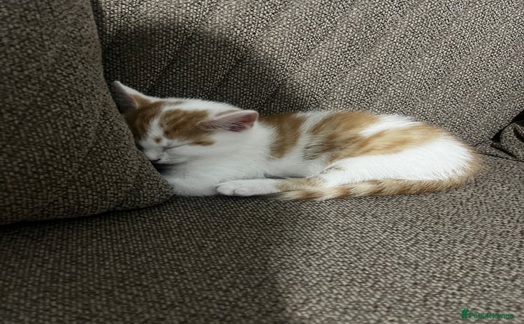Mixed Breed cats - Advert 6