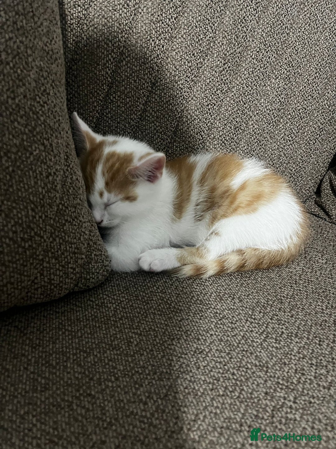 Mixed Breed cats for sale: orange and white kitten for sale  - Image 11