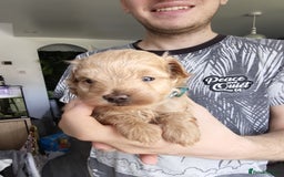 Maltipoo dogs for sale: F1B Toy Maltipoo  - Image 32
