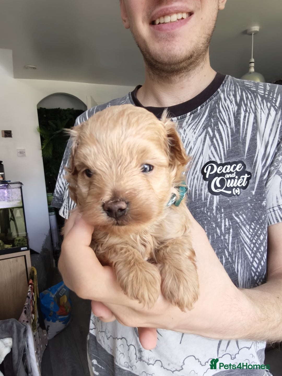 Maltipoo dogs for sale: F1B Toy Maltipoo  - Image 32
