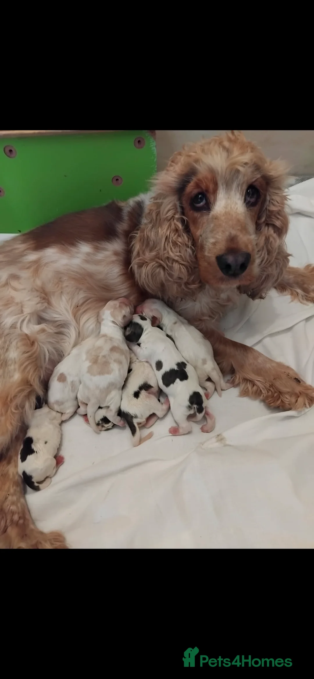 Cocker Spaniel dogs for stud: 2 PROVEN/HEALTH CLEAR KC Show Cocker Spaniels Stud in Shildon - Advert 21