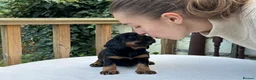 Cocker Spaniel dogs for sale: Working cocker spaniel puppies for sale - Advert 13