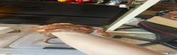 Corn Snake reptiles for sale: Corn snake- Pumkin - Advert 4